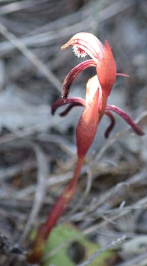 Pyrorchis nigricans - Red Beak SC_6937.JPG